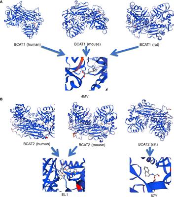 The mechanism of branched-chain amino acid transferases in different diseases: Research progress and future prospects